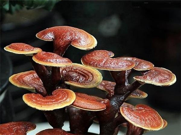 食用菌 (11).jpg 食用菌 (11).jpg